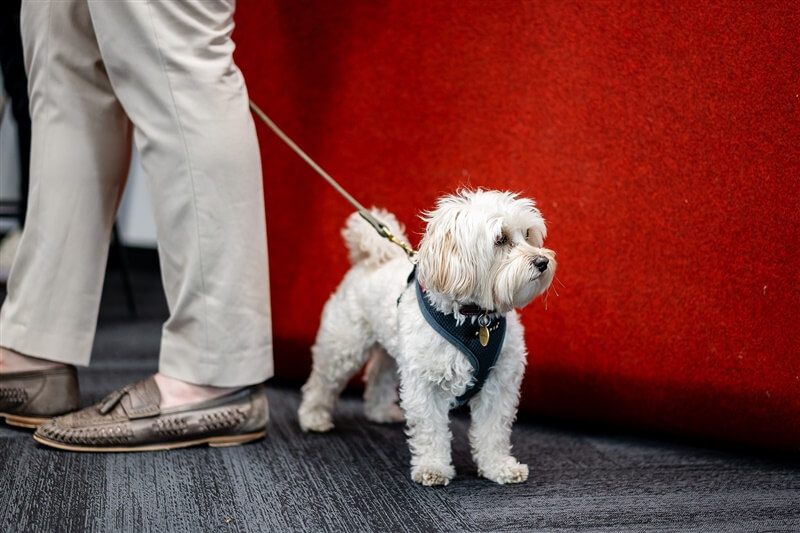 White dog stood in office next to an employee